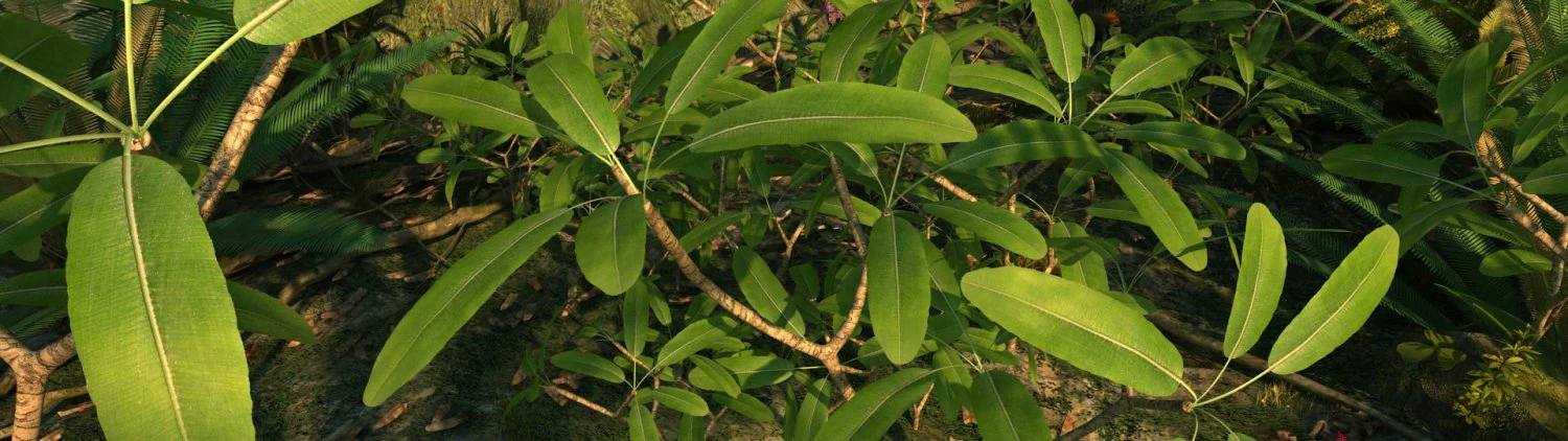 rain forest 3D Model .c4d .max .obj .3ds .fbx .stl .blend