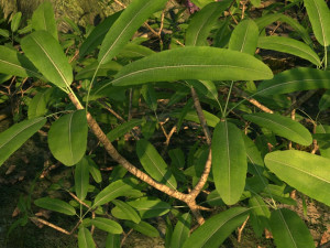 rain forest Modello 3D