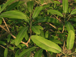 rain forest Modelo 3D