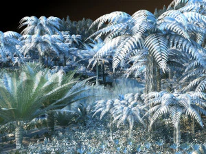 rain forest 3D Model