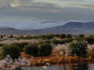 водно-болотні угіддя 3D Модель