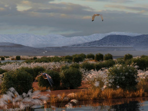 wetlands 3D 모델