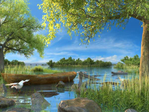 zone umide Modello 3D