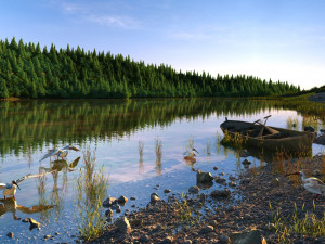 wetlands 3D 模型