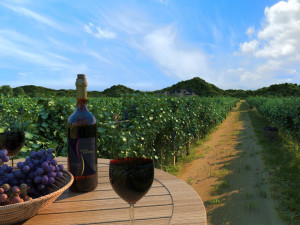 vineyard Model 3D