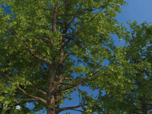 jalan setapak yang dibatasi pepohonan Model 3D