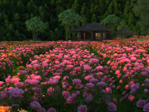 flower garden Model 3D