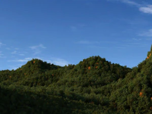 forest park 3D Model
