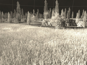 wilderness 3D 模型