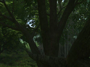 forest 3D Model