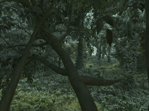 forest 3D 模型