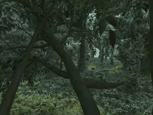 forest 3D Model