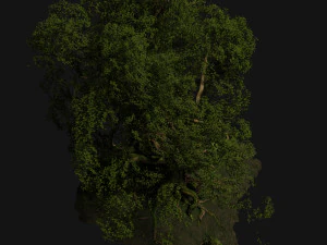 old trees 3D Model