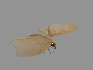cartoon moths Modèle 3D