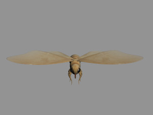cartoon moths Modelo 3D