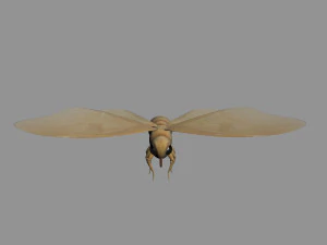 cartoon moths 3D Model