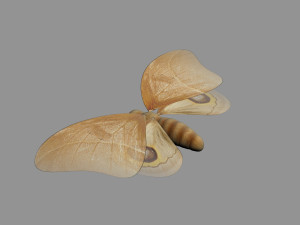 cartoon moths Modelo 3D