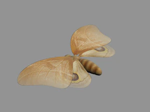 cartoon moths 3D Model