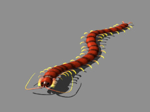 cartoon centipede Modelo 3D