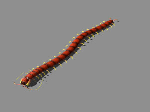 cartoon centipede 3D Модель