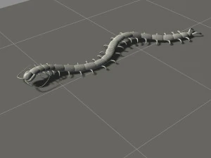 cartoon centipede 3D Model