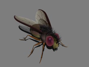 cartoon flies 3D Модель