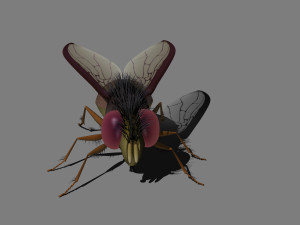 cartoon flies 3D 모델