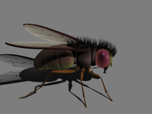 cartoon flies 3D 모델