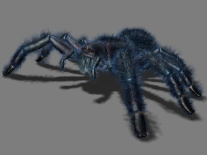 cartoon spider 3D Model