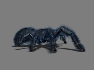 cartoon spider Modèle 3D