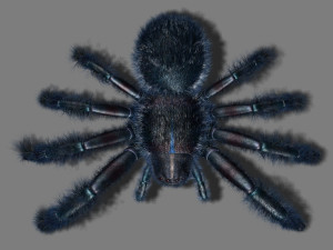 cartoon spider Modèle 3D
