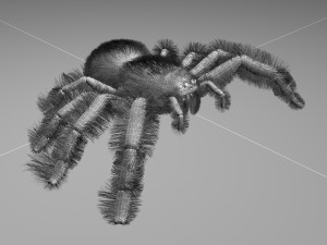 cartoon spider Modèle 3D