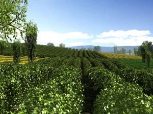 tanah pertanian Model 3D