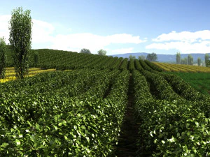 farmland 3D Model