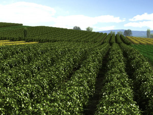 farmland Modèle 3D