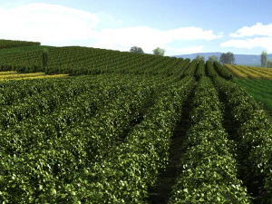 farmland 3D Model