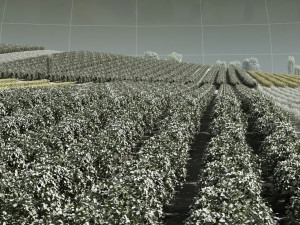 farmland Modèle 3D