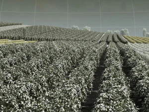 farmland 3D Model