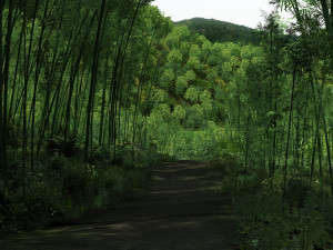 bamboo forest 3D Model