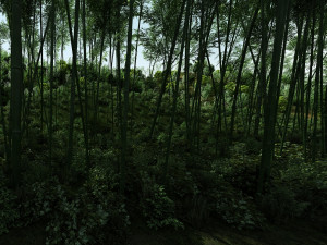 bamboo forest 3D Model