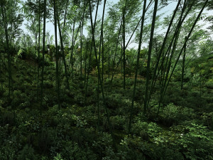 bamboo forest 3D Model