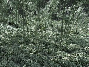 bamboo forest 3D Model
