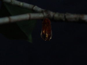butterfly Modelo 3D
