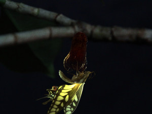 butterfly 3D Модель