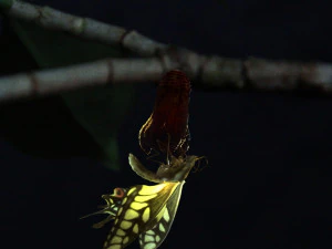 mariposa Modelo 3D
