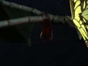mariposa Modelo 3D