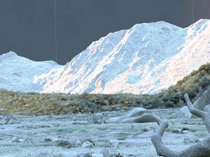 virgin forest 3D Model