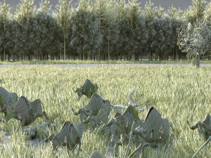 bison herd 3D Model