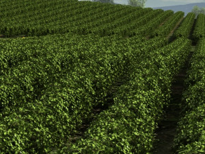 farmland 3D Model