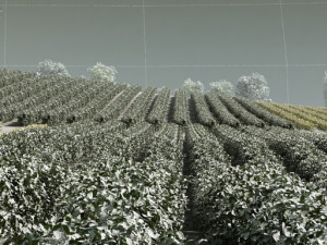 farmland 3D Model